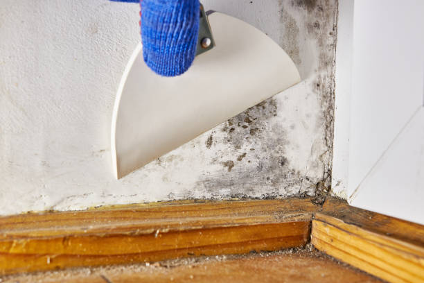 Best Residential Mold Inspection & Testing  in Cardington, OH